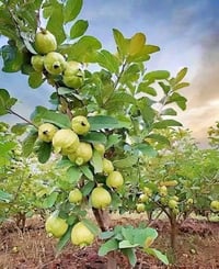 اشجار قزمي • توصيل مجاني • تنسيق حدائق