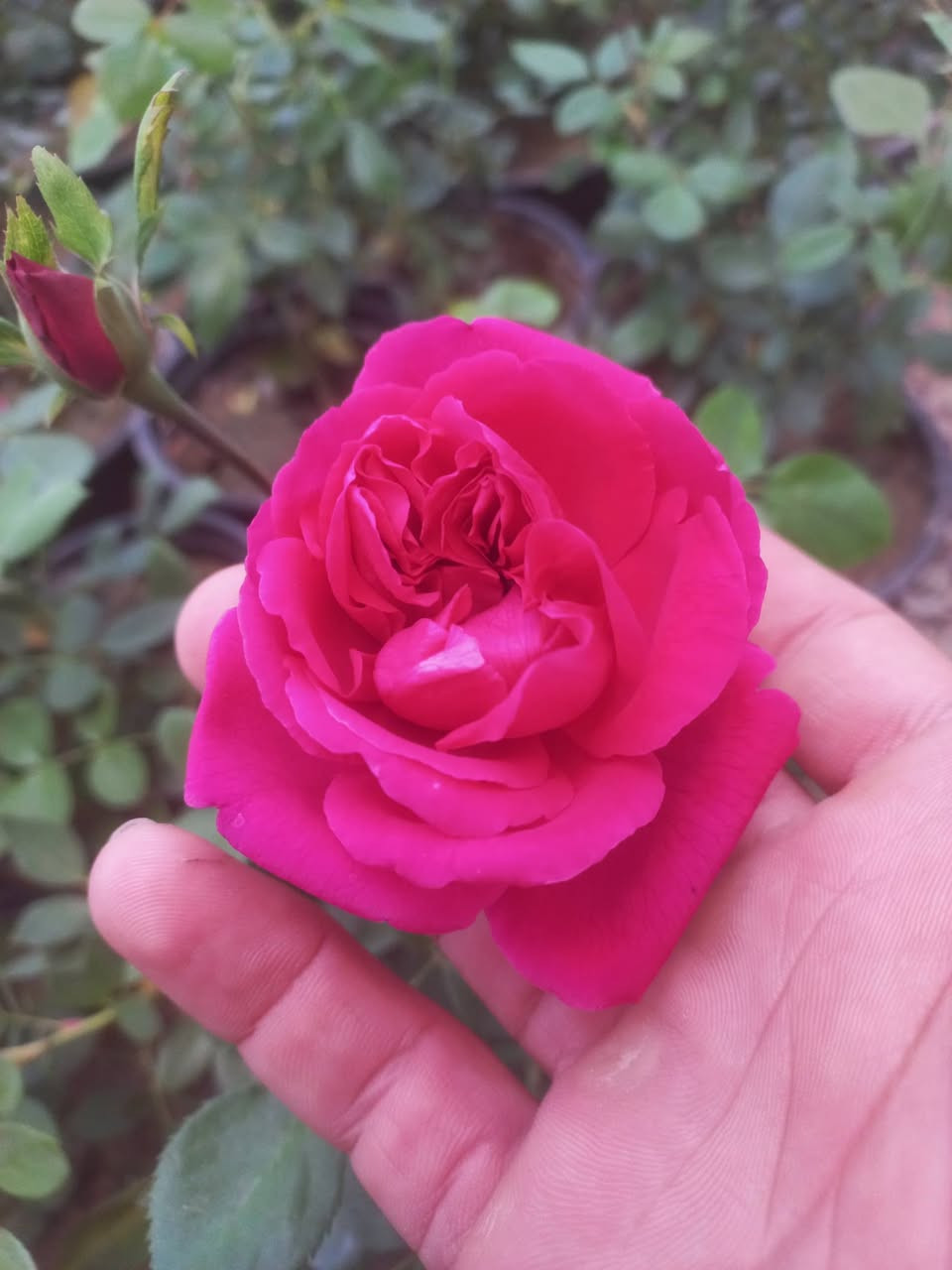 #ياعلي بفضل رب العالمين وصلت وجبه جديده من النباتات الخارجيه والأشجار المثمره بأسعار جدا مناسبه .
للحجز والاستفسار مراسله الصفحه او الاتصال علئ الرقم التالي :
***********
