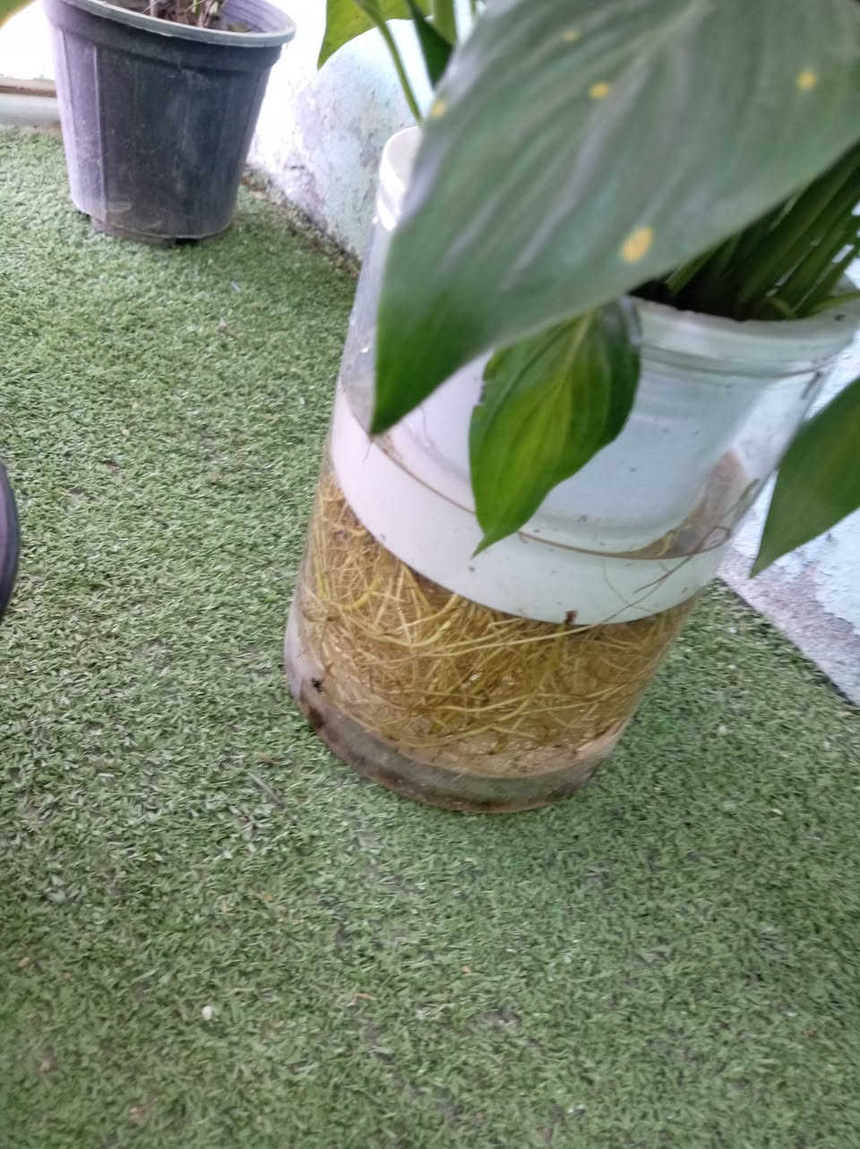 مثل ماعودناكم زبائننا الكرام وصباحكم  جميل
ألان #وصول وجبه من النباتات الضليه والشمسيه 

كل ماهو جديد وغريب تجدونه لدى مشتل حدائق اهلنه   
شراح مائي،
جوري احمر دائمي ايراني
جوري اصفر ايراني
كلانشو اصفر
بنت القنضل
دنفاخيا
لبلاب مرمري
لبلاب عادي
للاستفسار مراسله الواتساب . ***********

يوجد لدينا خدمه توصيل ناحية الحمزة فقط🚐 

يوجد كادر تنضيف وزراعه

العنوان بابل الحمزه الغربي ع 

حي الحسين قرب عباس برهي للجمله 

 مقابيل مدرسة المكرمه 

زيارتكم تشرفنا
