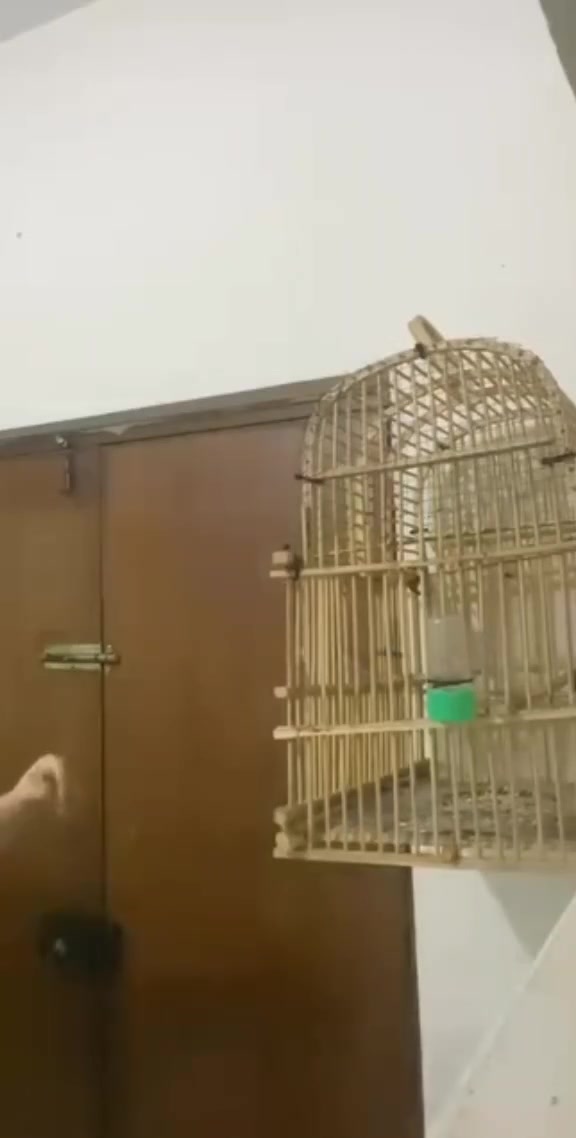 بلبل مندلي اليف طينه للبيع كركوك طريق بغداد


**إذا كنت صاحب هذا الإعلان وتريد حذفه لأي سبب، رجاءا أرسل رسالة إلى الدعم الفني**