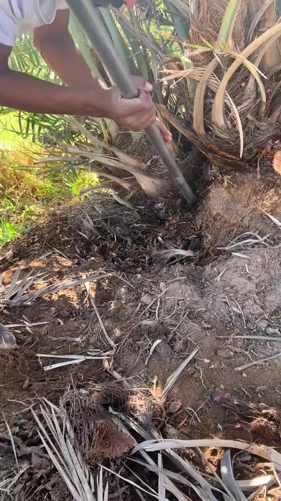 فسلان نخل لبيع
المكان غماس 
يوجد حلاوي.    وخظراوي.   وعمراني  وحمراوي وخستاوي
***********
