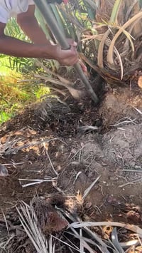 نخل للبيع • غماس • حلاوي وخضراوي