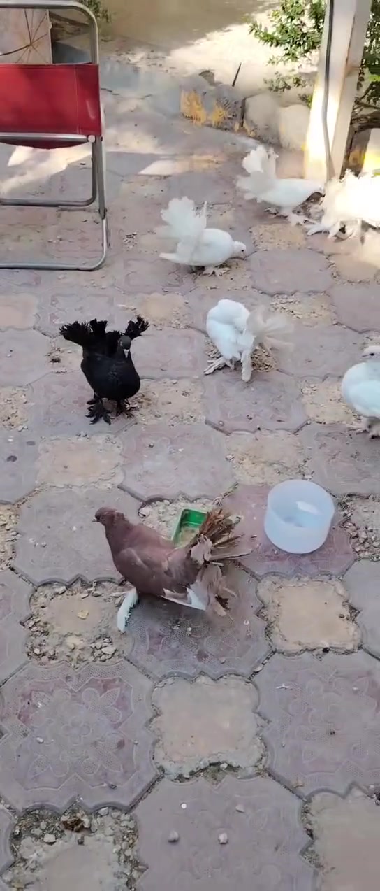 السلام عليكم عرايس للبيع مال بيت نضيفات وحلوات
موبايل:*********** بي واتساب بغداد العبيدي
