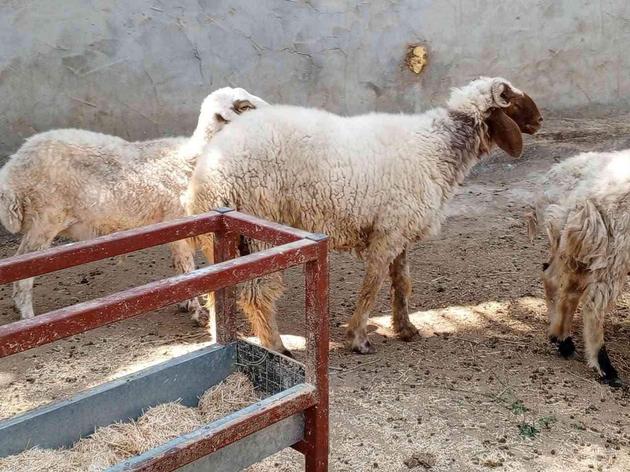 يا الله خروف ونعاج 4عنواني كربلاء عون شارع بغداد دخول كربلاء عمود 276وهاذى رقمي ***********
