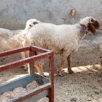 خروف ونعاج • ٤ • كربلاء عمود ٢٧٦