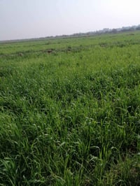 أرض زراعية • ٢٧٠دونم • سوق شيوخ العكيكه