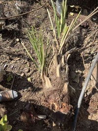 فسيل خضراوي مندلي • حجم كبير • ديالى المقدادية