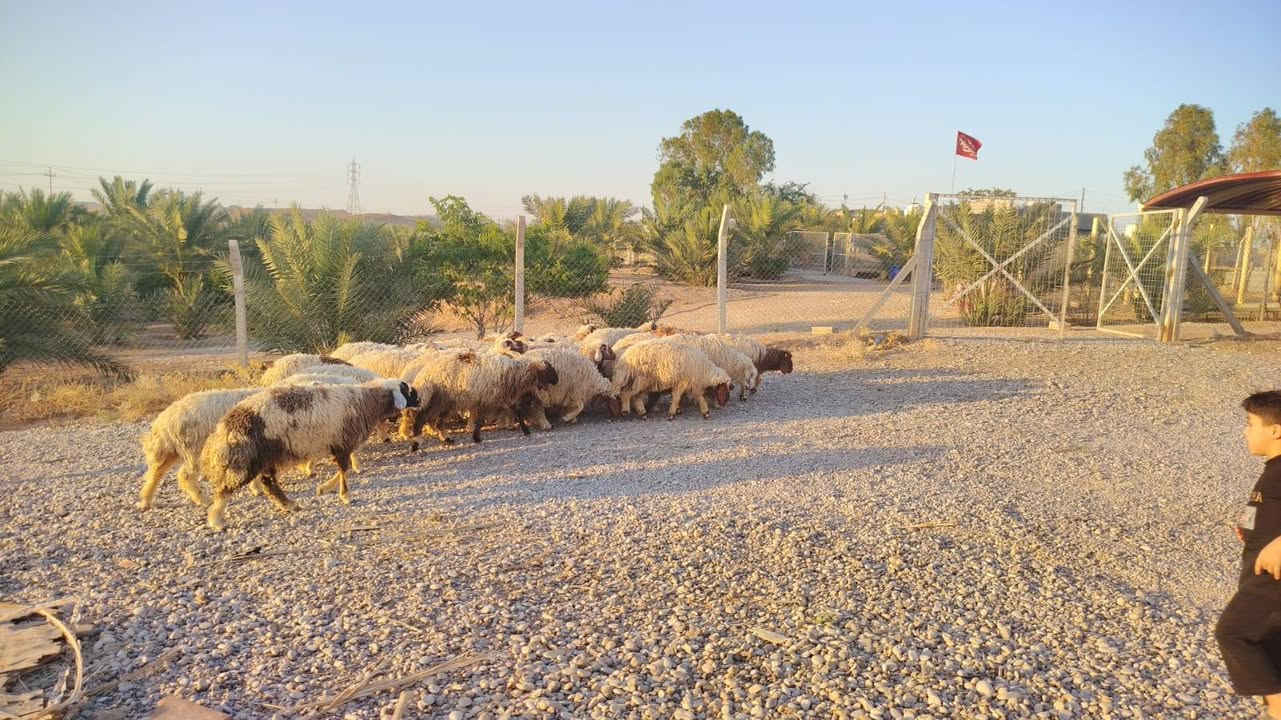 طليان للبيع زوج ٨٥٠٠٠٠
مكان خانقين
علف شعير درجه أولى 

رقم موبايل ***********
