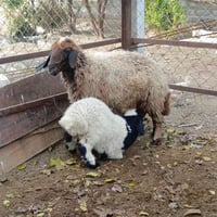 نعجه مطفل جواها نثيه مقوزه نعجه دسمه مكاني بغداد التاجي  ماعندي توصيل ...