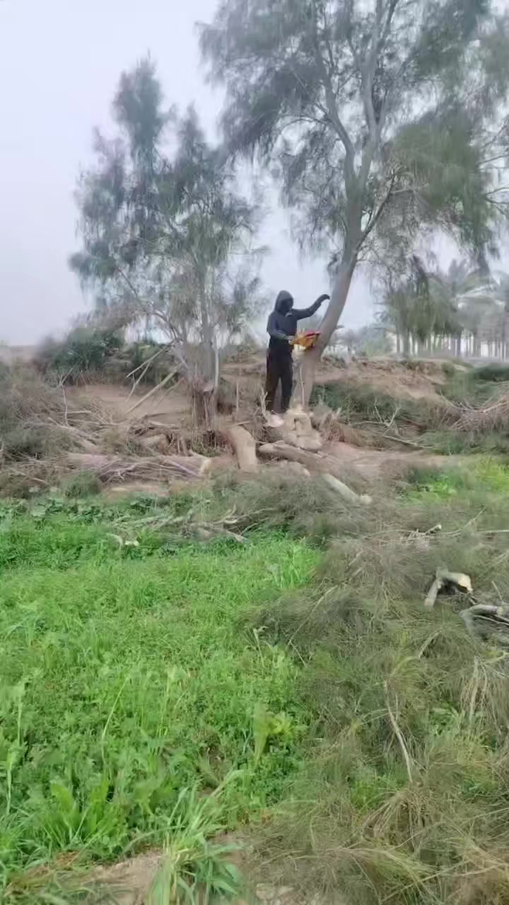 قطع اشجار بغداد 🌹🥀🥀
*********** 0750325441
