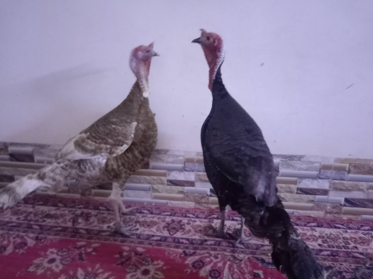 فحوله علو البيع درجه ولا انضاف اسمان وزن وحد 7 كيلوات شراي خبر و تدلال
*********** ***********
