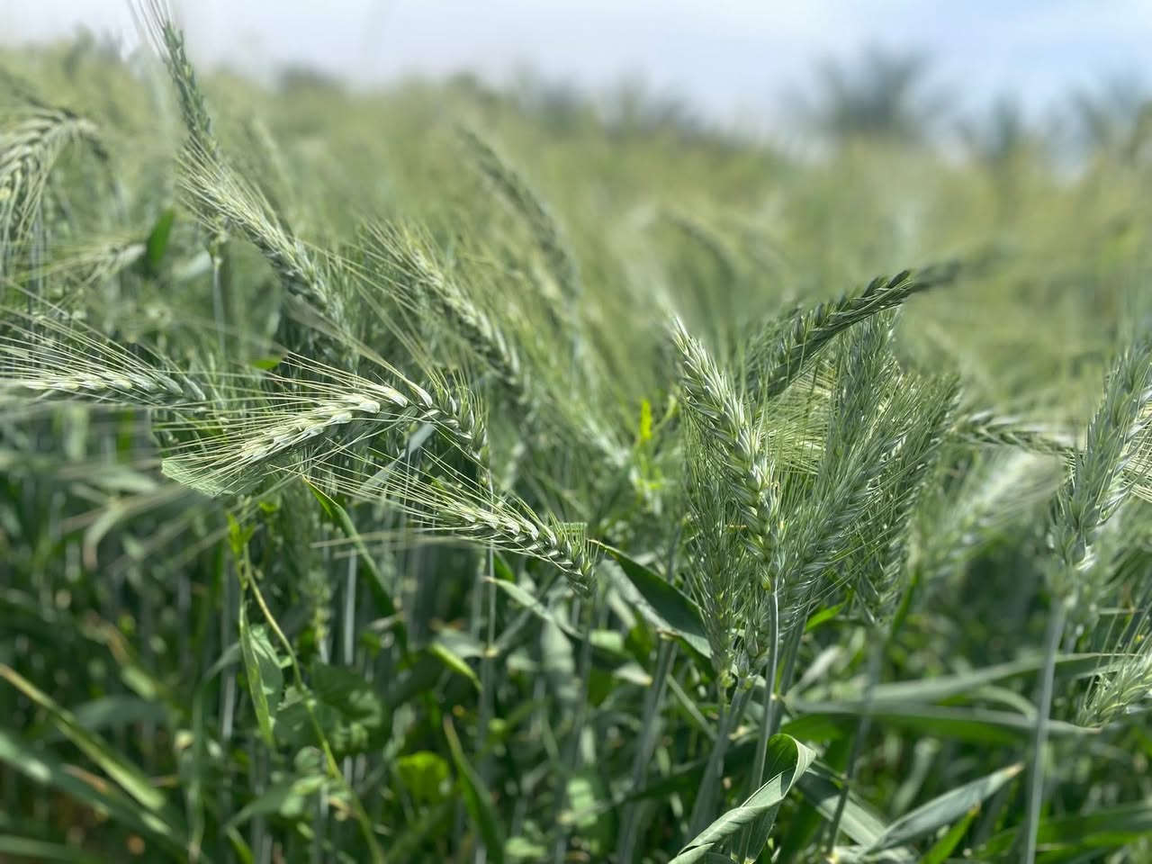 🙌 *إعلان من مكتب الخضر الزراعي الفني* 🌿

🌱 *مبيدات ادغال الحنطة والشعير:*
- *عريضة ورفيعة الأوراق* 🔥
- *أسعار مناسبة* 💰 لدعم المزارعين
- *مبيدات مسجلة* لدى وزارة الزراعة ✅

📅 *برنامج تسميدي متكامل* من مناشئ رصينة
👨‍🌾 *زيارات وإرشادات زراعية* بإدارة المهندس الزراعي:
*أحمد سلمان فتنان*

📍 *الموقع:* الخضر - مقابل مستشفى الخضر العام
📞 *للتواصل:* ***********

نخدمكم بأفضل ما لدينا! 🌱
