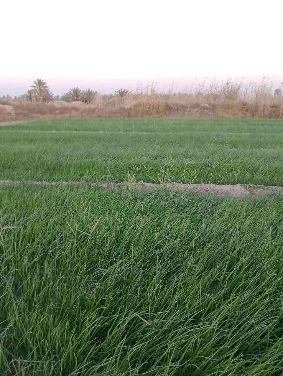 السلام عليكم داية بصل حار للبيع ***********
