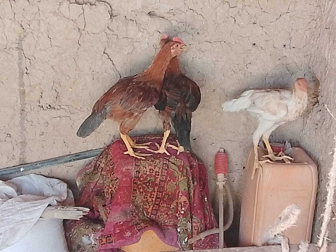 سلام وعليكم يوجد دجاج عرب،للبيع فراريج وديوكه،ويوجد،دجاجه،وراها6افراخ سعره35.  ***********
