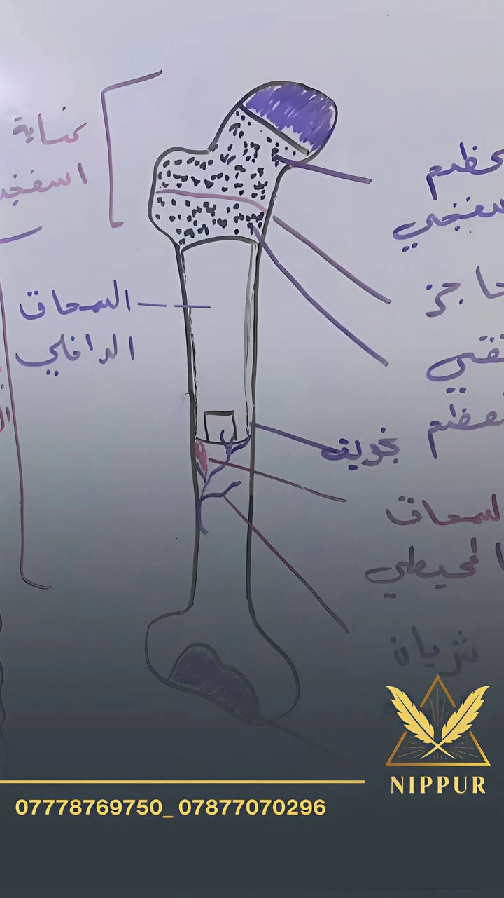 ضمن استعدادنا لـ امتحانات نص السنة
تم فتح دورات مراجعة مركّزة ومكثّفة لمادة الأحياء
تهدف إلى:
تنظيم المنهج وتبسيطه
تثبيت الأفكار الأساسية والمهمة
التركيز على النقاط الأكثر ورودًا في الامتحان
استثمار الوقت بشكل فعّال ومدروس
هذه المراجعة مصمَّمة لتكون شاملة وواضحة،
وتعتمد أسلوب شرح يساعد الطالبة على الفهم الحقيقي وليس الحفظ فقط،
لتدخل الامتحان بثقة واستعداد أفضل ✨
📌 المراجعة مناسبة للطلاب الذين يرغبون بـ:
تعويض ما فاتهم
تثبيت المادة قبل الامتحان
رفع مستواهم خلال فترة قصيرة
وبأسعار مناسبة جداً  

🚏 العنوان:
 أبو غرق – حي السلام – شارع الملاعب ما بين سنتر أنوار القمر و كافتريا أبو رضا

📞 *********** | 💬 ***********
📸 Instagram: nipp.25
📢 Telegram: https://t.me/nipp204

🚨 سارع بالتسجيل… المقاعد محدودة!

#نيبور_لدورات_التقوية_حيث_ننمو_معاً
