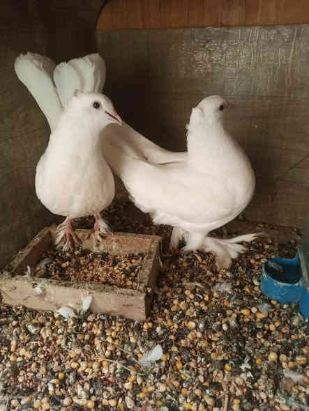 السلام عليكم  زوج طيور هنداوي عرايس للبيع السعر٢٥ الف***********
