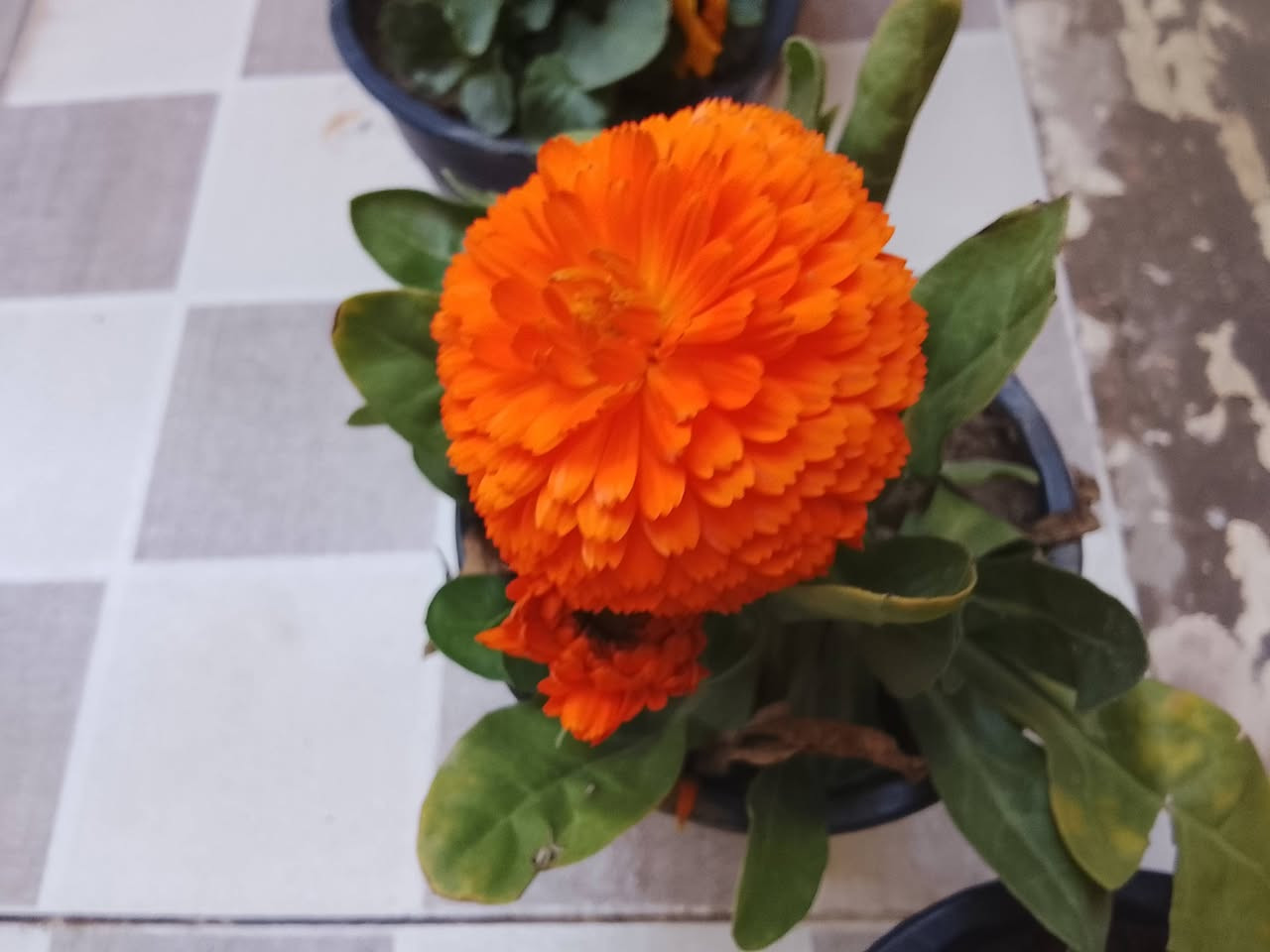 ورد طبيعي علـّۓ. الفين  السندانه


**إذا كنت صاحب هذا الإعلان وتريد حذفه لأي سبب، رجاءا أرسل رسالة إلى الدعم الفني**