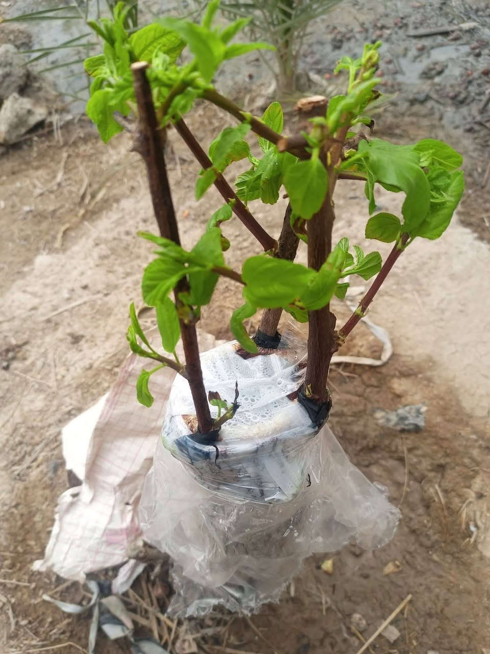 كادر تطعيم أشجار سدر ( النبك )داخل قضاء المقدادية سعر تطعيم شجرة واحدة 15 الف و الذي لديه أكثر من شجرة بيها مجال  ، و إلي ما يتمكن يدفع نسويها لوجه الله تعالى و هذه الأصناف الموجودة و غيرها اذا انت توفر صنف انت تريده هم ماكو اشكال .
..
مراسلة الصفحة


**إذا كنت صاحب هذا الإعلان وتريد حذفه لأي سبب، رجاءا أرسل رسالة إلى الدعم الفني**