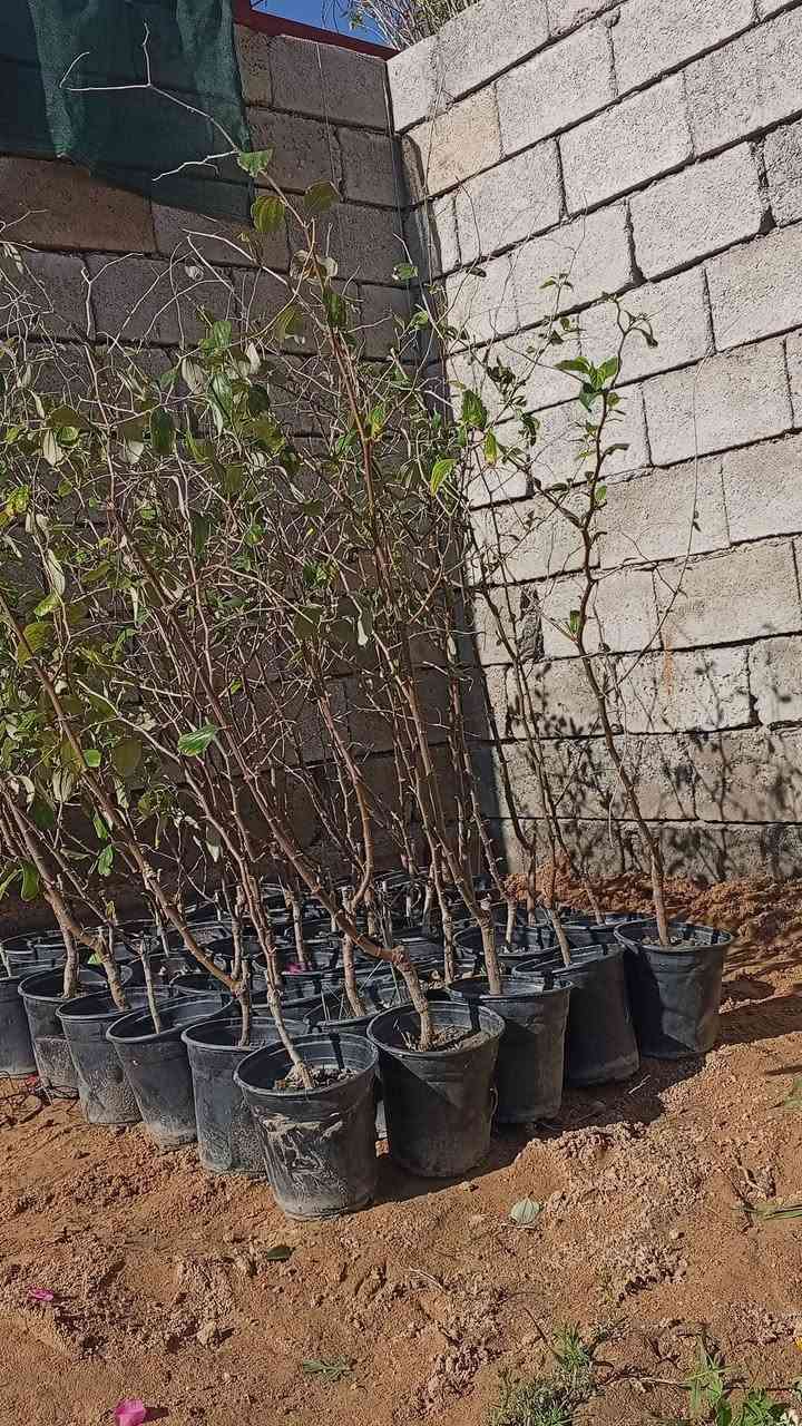 السلام عليكم ورحمة الله وبركاتة
تم وصول وجبه جديده 

جهنمي 

والثويه الاجنبيه كبير وصغير

ورد موسمي 

والنبك التفاحي البصراوي 

بسعار مناسبه 

العنون قضاء الشرقاط السكنيه مقابيل قاعه دريم ستي 

للستفسار اتصل عله هاذه الرقم ***********

الخاص مفتوح
