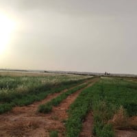 حاوي عويجيله • أرض للبيع