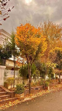 شارع ام البنين • ١٨٠م • ٥ غرف