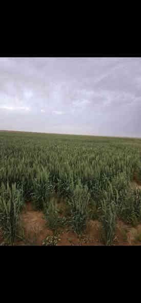 السلام عليكم ...
٧٠٠ دونم ٤٠٠ سيح و٣٠٠ مرشات وقريبه على المعمل في ابو غار سماوه وبيها بير واحد رايدها ب٧٥ وبيها مجال بسيط *********** وهذا الرابط مال البير الي بصف الكاع وهاي قوه المايhttps://www.facebook.com/share/r/1CVJDB6xQe/
