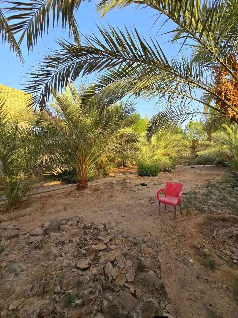 آلُـۜسـۨۚ(✋)ــِۖلُأمٌ ؏ـليۜـ(💜)ـكـۜم وݛحـٍّْـٍّْ⁽😘₎ـٍّْمهہ الًـًٍۖـٍـٍۖ(☝)ٍۖـًٍٍٍّ
🌴 بستان الأحلام للبيع - فرصة استثمارية وسكنية مميزة 🌴
​للراغبين بالراحة والهدوء والخدمات المتكاملة، عرض خاص ومميز:
​📏 المساحة: 1350 متر طابو زراعي سند 25.قرار محكمه 
​🏠 المرافق: دار بتصميم تركي   مريح.
​🎋 الجمال التراثي: تحتوي على مضيف قصب فاخر وبستان عامر بـ النخيل.
​🔴 الخدمات: مسيجة بالكامل، واصل (ماء، كهرباء وطنية، مولد) بالإضافة إلى بئر ماء ارتوازي.
​📄 السند: طابو زراعي (سند 25). قرار محكمه
​📍 الموقع: عنوان مميز (شارع المطار القديم - قرب حسينية أم البنين) قريبة جداً من الشارع العام.
​💰 السعر: 130 مليون دينار (مع مجال بسيط ). 
اللاستفسار اتصل علئ رقم 📲 ***********📲
