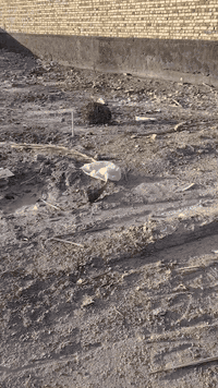 محيزم ٧ • ١٠٠م • سند ٢٥