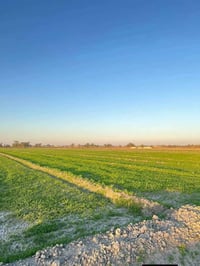 بدعه حمد • ١٠ دوانم • طبو تحويل