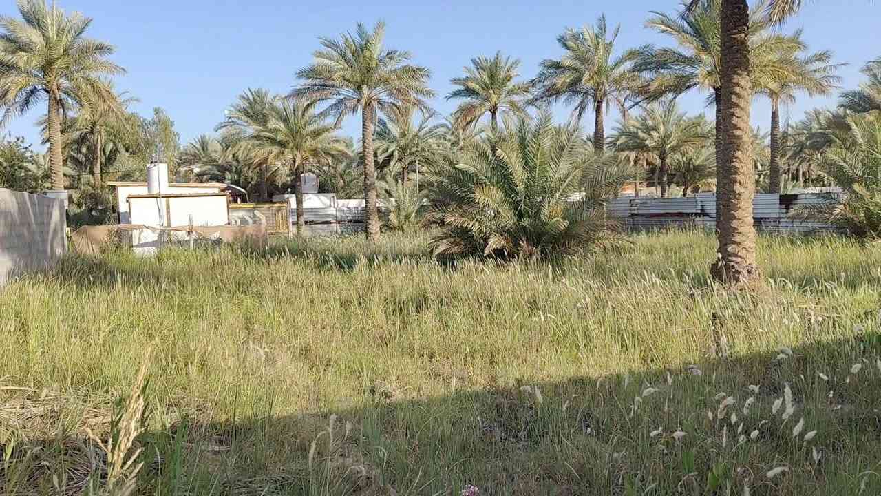 عرض مميز جدا وسعر ممتاز نصف دونم طابو زراعي سند 25 تحويل مباشر للمشتري وليس اقرار 
على شارعين عرض الشارع 8 متر والواجهه على كل شارع 22 متر الي ياخذه يكدر يقسمه نصين كل ربع دونم على شارع كافة الخدمات متوفره عن التبليط 75 متر وعن الشارع العام كيلو 
الموقع: شارع بغداد كربلاء سايد الخروج عمود 174 سعر 155 مع المجال للمشتري 
***********
