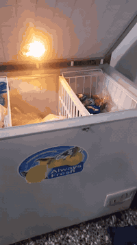 مجمده ١٠ قدم السعر ١٢٥ الف التواصل واتساب فقط ٠٧٧٢٢٢٨٠٨٠٩