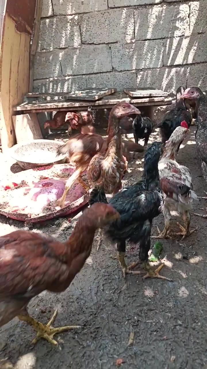 زوج على 25 الف.  مكاني كركوك
شر ط ملقح كامل


**إذا كنت صاحب هذا الإعلان وتريد حذفه لأي سبب، رجاءا أرسل رسالة إلى الدعم الفني**