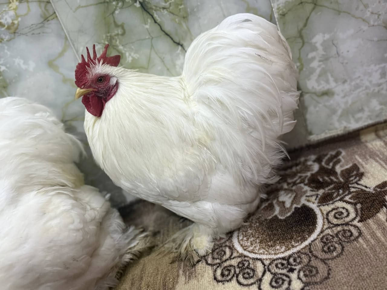 2 ديك كوشن للبيع
رقم الواتساب للتواصل ***********
