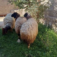 نعاج فتاية • سمان • الكرابله