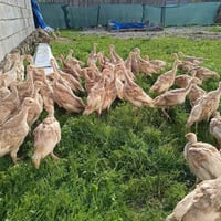 كتاكيت هولندي • عمر ٥٠ يوم • وزن ٧٠٠-٩٠٠غ