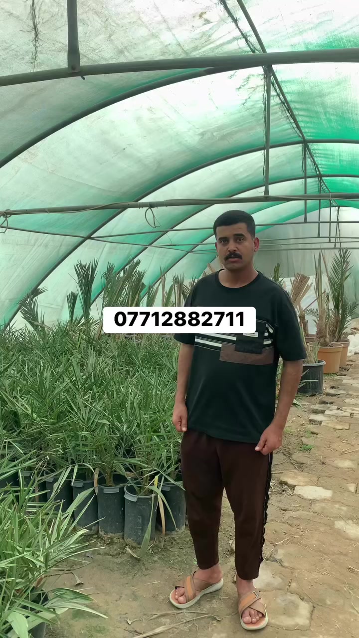 @السلام عليكم اخوان اليوم بتاريخ 9/2/2026 نعرضلكم فسال برحي نسيجي من مختبر بريطاني العمر سنتين متعهدين بلصنف لحين الإثمار الراغب بلشراء العنوان واسط قضاء الصويرة للاستفسار اتصل على الرقم ***********
