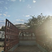 كيا • محجل • فحل