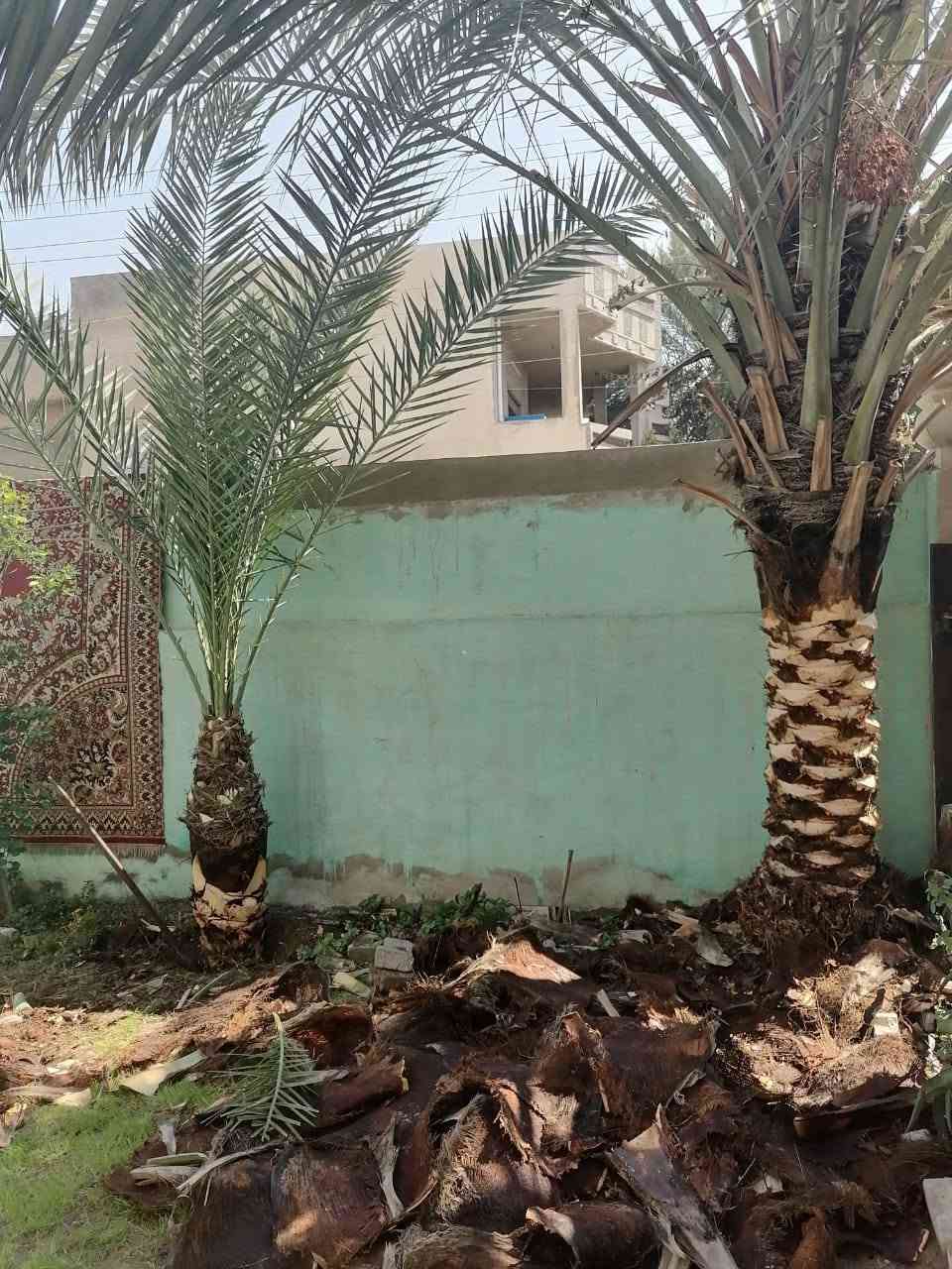 سلام عليكم تكريب النخيل معه علاجات درجه اولى معه شلاع فسائل وقلع امايات وتصميم الحدائق  رقم الهاتف ***********
