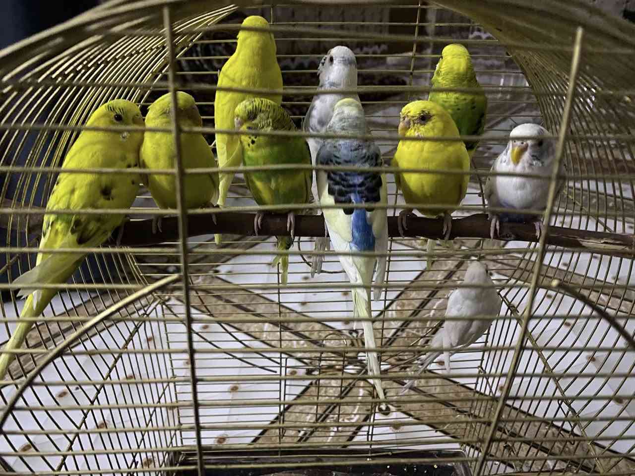 طيور. حب للبيع


**إذا كنت صاحب هذا الإعلان وتريد حذفه لأي سبب، رجاءا أرسل رسالة إلى الدعم الفني**