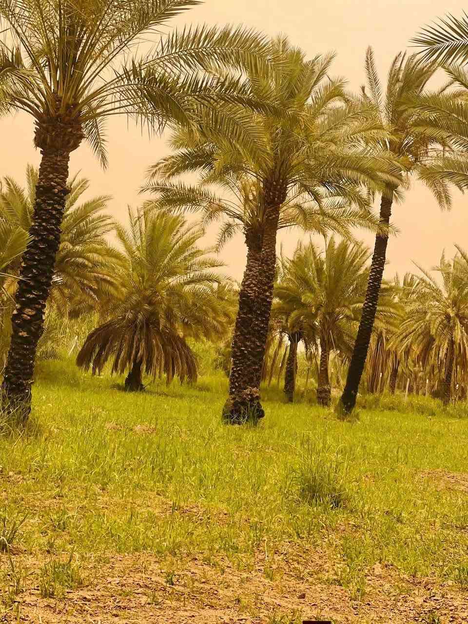 السلام عليكم 🌿

ثلاث دوانم للبيع
طابو سند 25 زراعي، خدمات كاملة 🌟

🔹 واجهة الدونم الواحد 30 متر
🔹 تصلح سكن واستثمار
🔹 الأرض بستان كامل وحلو وجاهز 
🔹 موقع مرتب وقريب جداً من الشارع العام
🔹 تبعد 400 متر فقط عن الشط 

📍 موقع مميز وهادئ وترهم للمشاريع أو السكن

للاستفسار أكثر الاتصال على الرقم ***********
