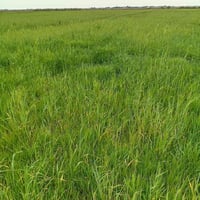 جاير شد • واسط • ٢٥ دونم