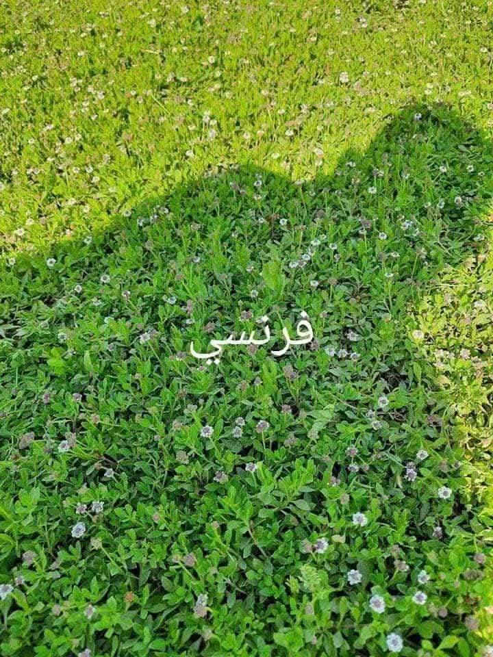 ثيل ديالى الطبيعي 🍀 متوفر كافة انواع الثيل
الثيل امريكي والهندي والايطالي والفرنسي
كادر متخصص :
لتجهيز... مشاتل🌴
والدوائر حكوميه🏦
منازل🏡 منتزهات🏄
موجود خدمة توصيل 🚕🚕 لكل محافظات العراق 
للطلب التواصل مع الصفحة او الاتصال على 
***********
