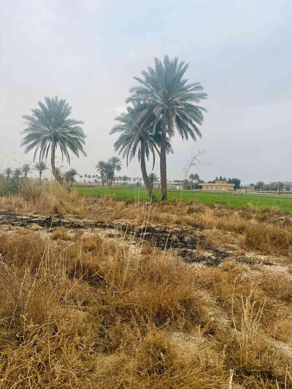 سلام عليكم
6 دونم البيع في السجر الدوايه قريبه على جدول الصب الكاع تبعد عن  جدول على سليمان 200 متر. جنس العقار طابو زراعي سند 25. بيه مي اسأله وكهرباء وساقيه للاستفسار تصال علا رقم ***********
