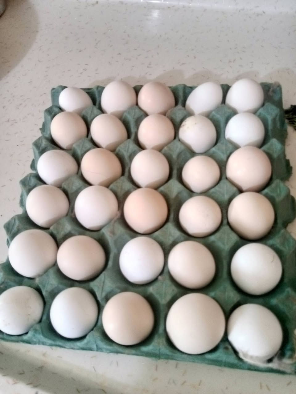 من رخصت مدراء الكروبات المحترمين للبيع 30 بيضه دجاج عرب اصلي بيه ابو ركيبه شرط الشد عنواني بابل محاويل قرب معارض السيارات ***********
