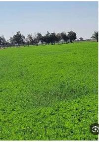 طابو زراعي • وجه دولي • دونمات متعددة