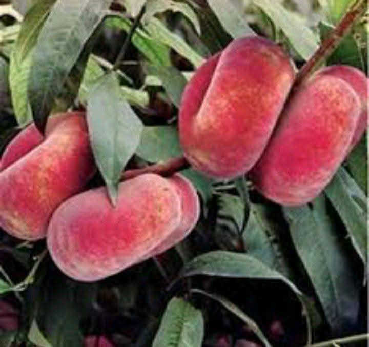 باقي عدد قليل اليريد يشتري  أشجار  خوخ كعكي  🥭🍑السعر  ٣٠٠٠🍑🍑🥭🍑🥭العنوان الانبار راوه الجديده آخر شارع بيت علي حماد محمد قرب جامع محمد الفاتح وعدنا توصيل راوه عانه القائم حديثه الرمادي الفلوجه هيت  بغداد العامريه والمنصور التوصيل حسب المكان


**إذا كنت صاحب هذا الإعلان وتريد حذفه لأي سبب، رجاءا أرسل رسالة إلى الدعم الفني**