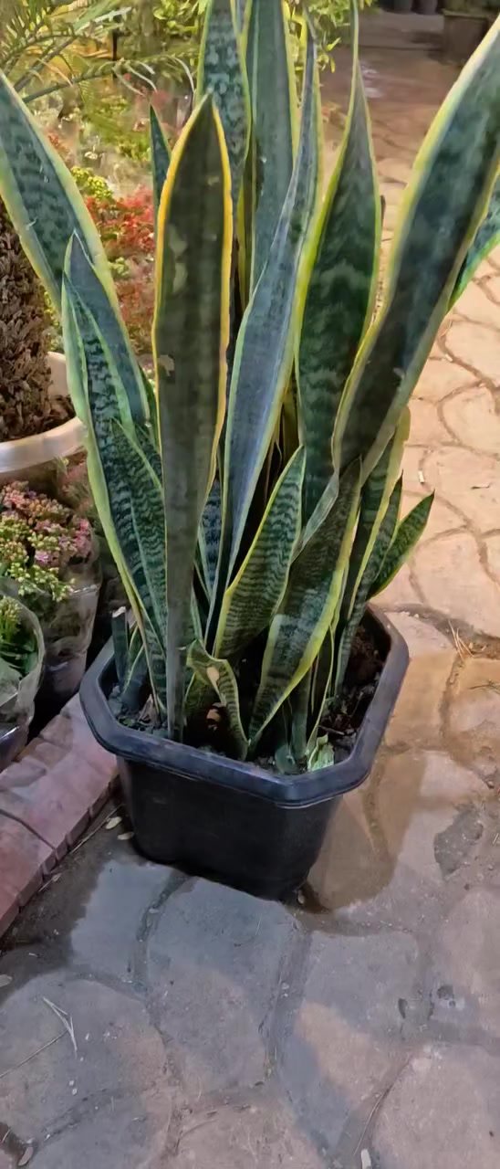 عرض خاص لحد يوم جمعة  جلد نمر ابو ٣٠ الف صار ٢٠ الف فقط.    مشتل محمد خانقين جلوه مقابل مدرسة نواب ***********
