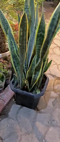 جلد نمر • عرض خاص • خانقين جلوه