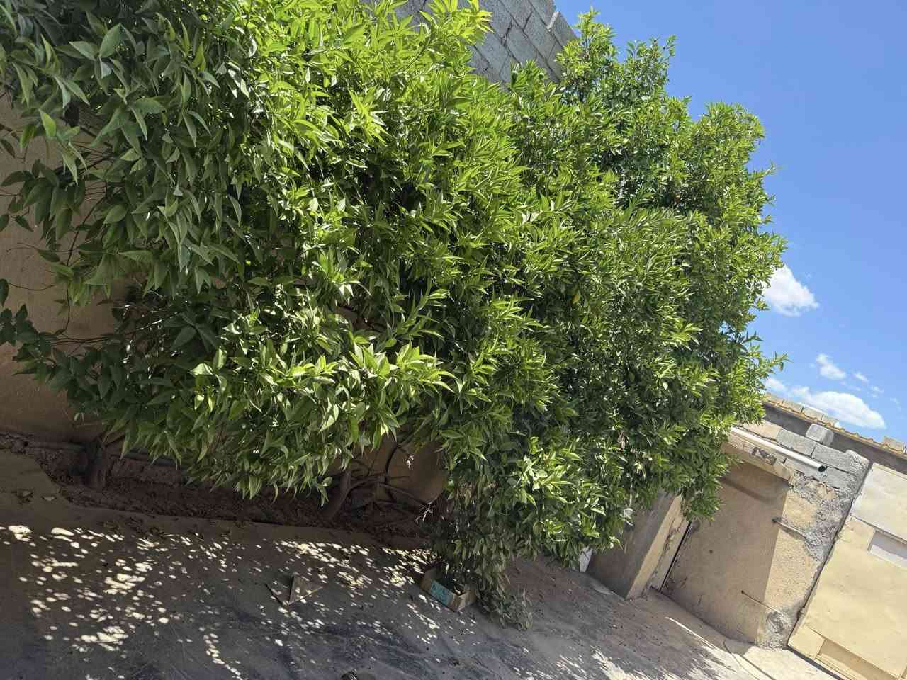سلام عليكم بيت للبيع طابو زراعي مساحته 200متر  قرفه وحولي وصاله ومطبخ وكراج مكانه التاجي منشئه نصر باقرب مشروع الكويتي السعر 28وبي مجال شي قليل الاستفسار ***********/***********
