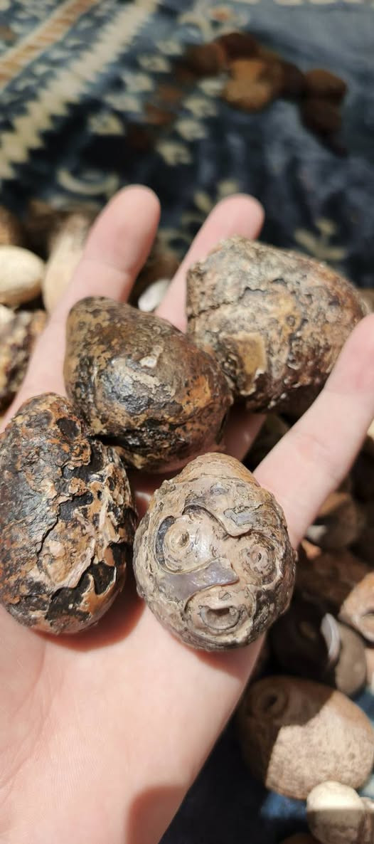 جملة قطعة على ألف بيع شلع أكثر من ١٢٥ قطعة مال بثوث ومزادات خير من الله شغلة بس إني ما الحك


**إذا كنت صاحب هذا الإعلان وتريد حذفه لأي سبب، رجاءا أرسل رسالة إلى الدعم الفني**